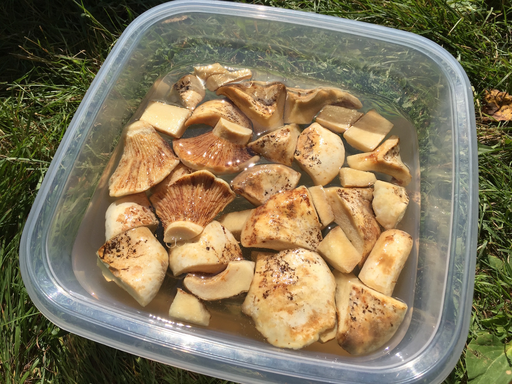 Soaking Lactarius