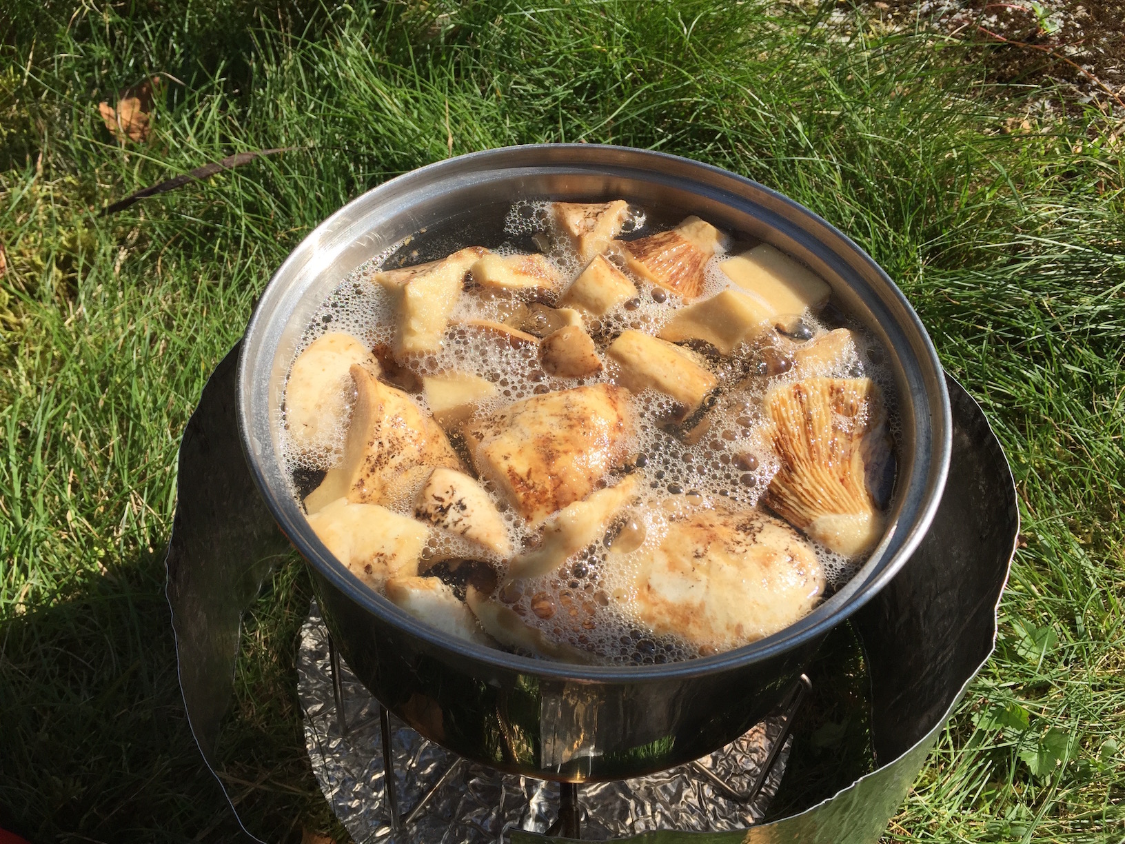 Blanching Lactarius