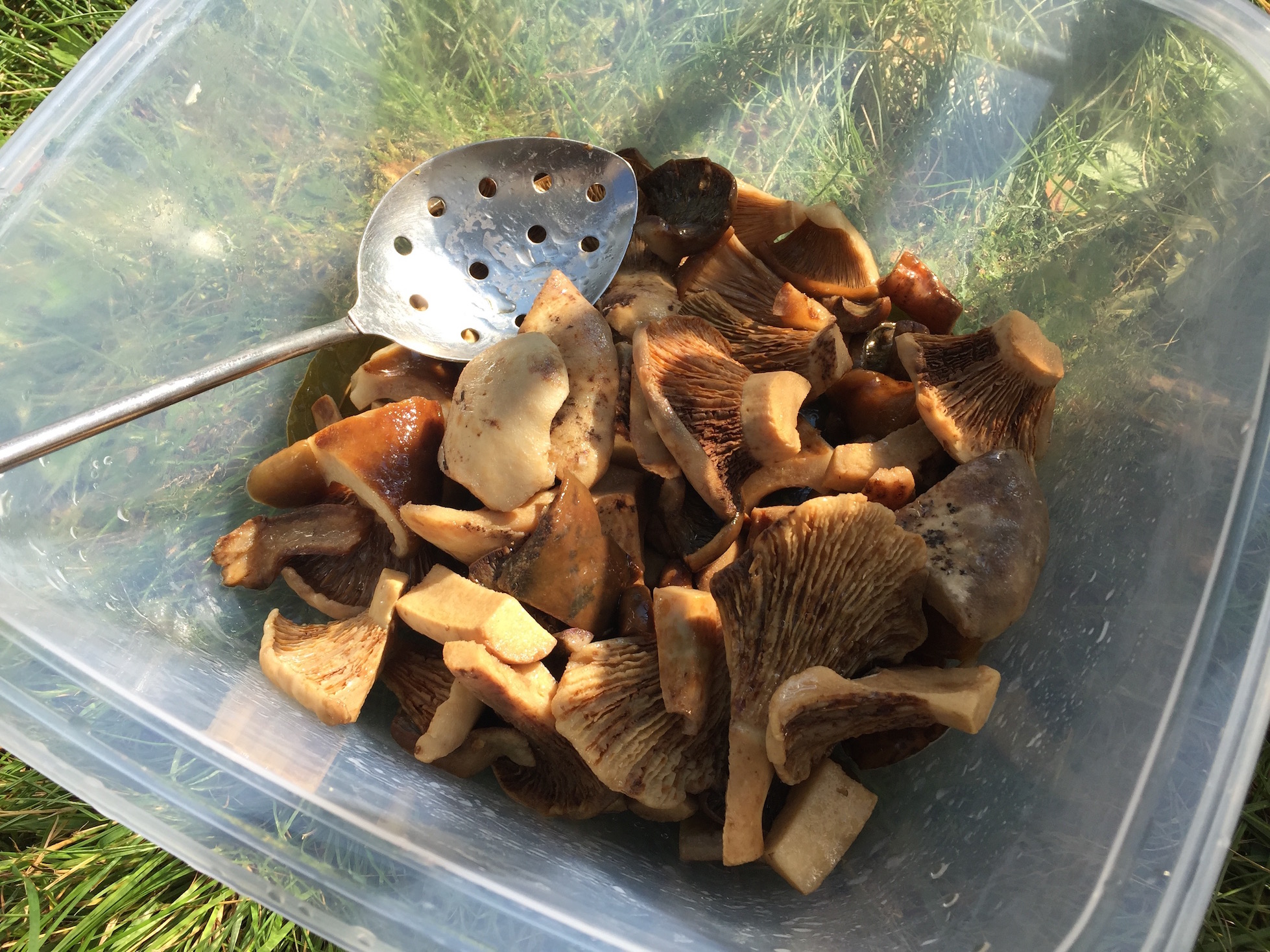 Straining Lactarius in a jar