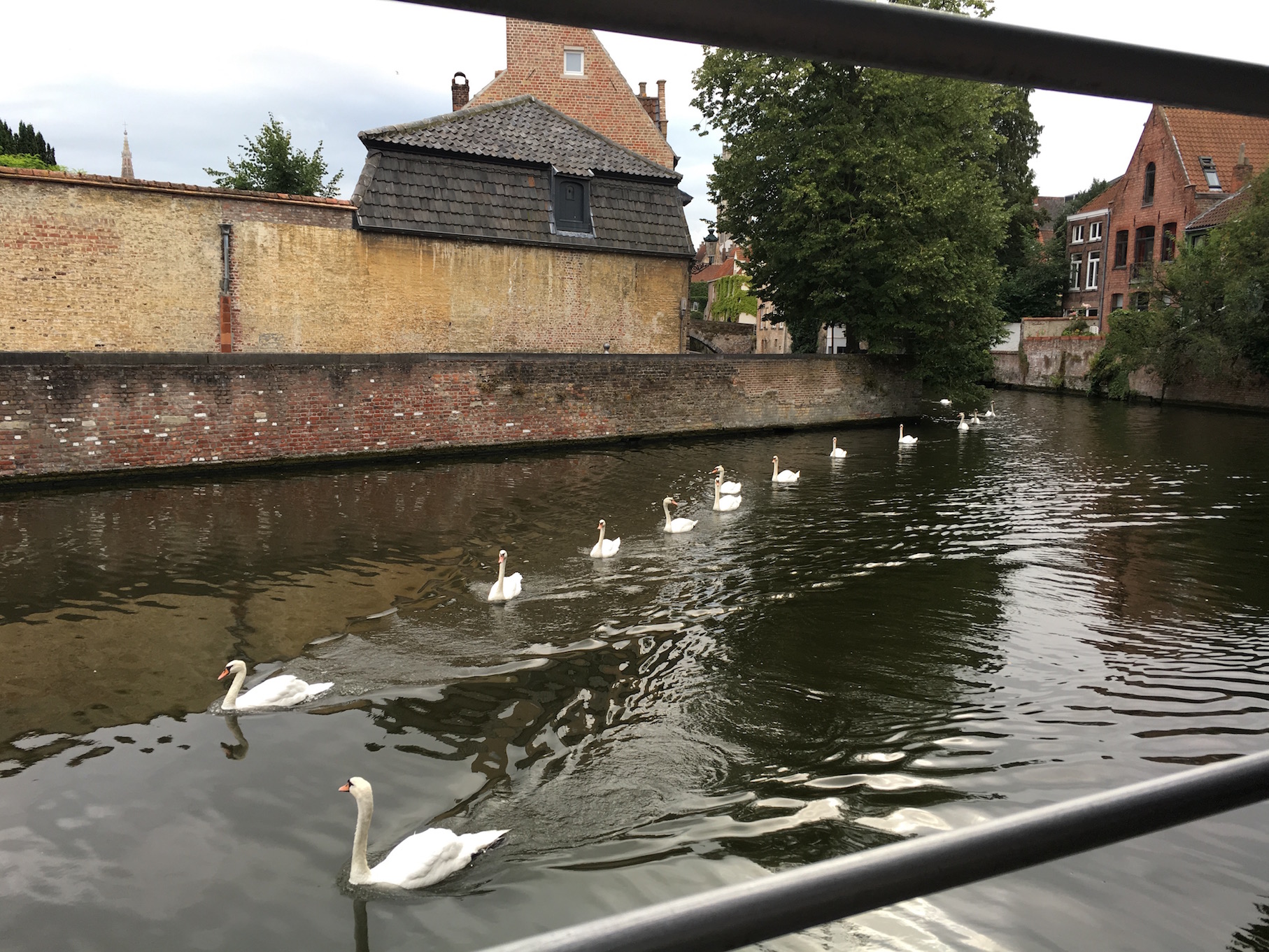 Swanning around Bruges