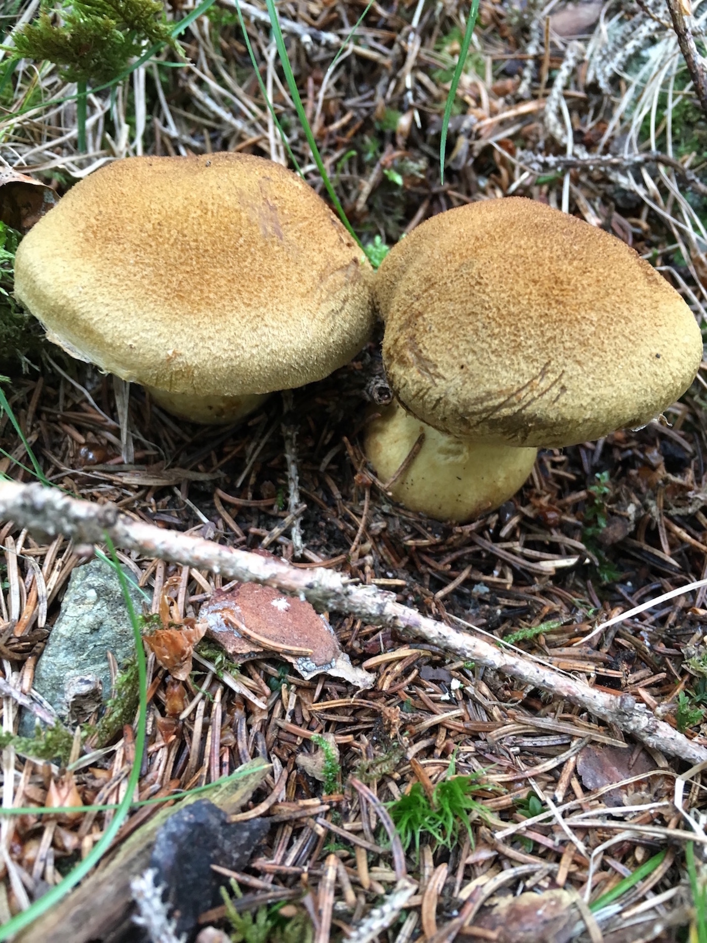 Unidentified mushrooms